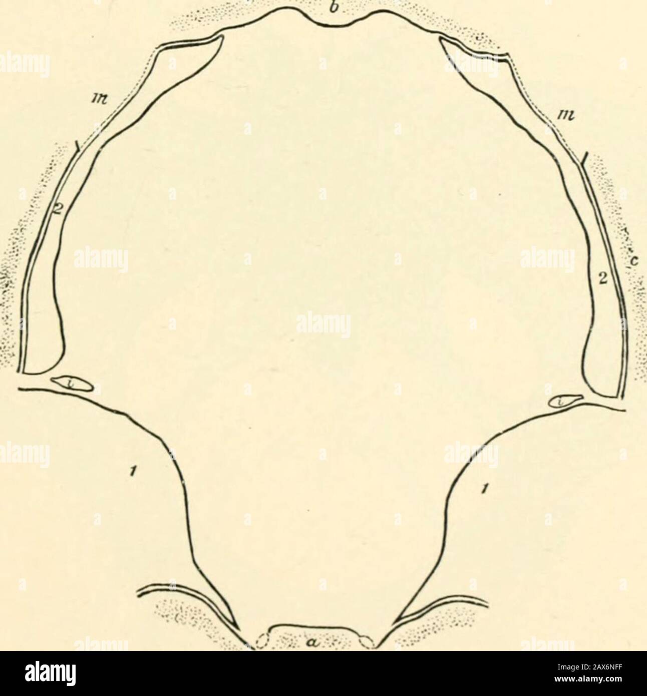Un libro di testo di ostetricia . Fig. Rappresentazione schematica dello stretto superiore: A, Promontorio;b, sinfisi; i, 1, muscoli iliopsoas; 2, 2, rettus abdominis; linea tratteggiata, entrata pelvica (Yeit). Fig. 13.- il piano di espansione pelvica: A, Sacrum; / pubis; r, parete lateralpelvica; i, 1. Piriformis; 2, 2, interim otturatore; mt m, membrana otturatore; 1, /, -1 nervo iatico. 30 GNANCY Foto Stock