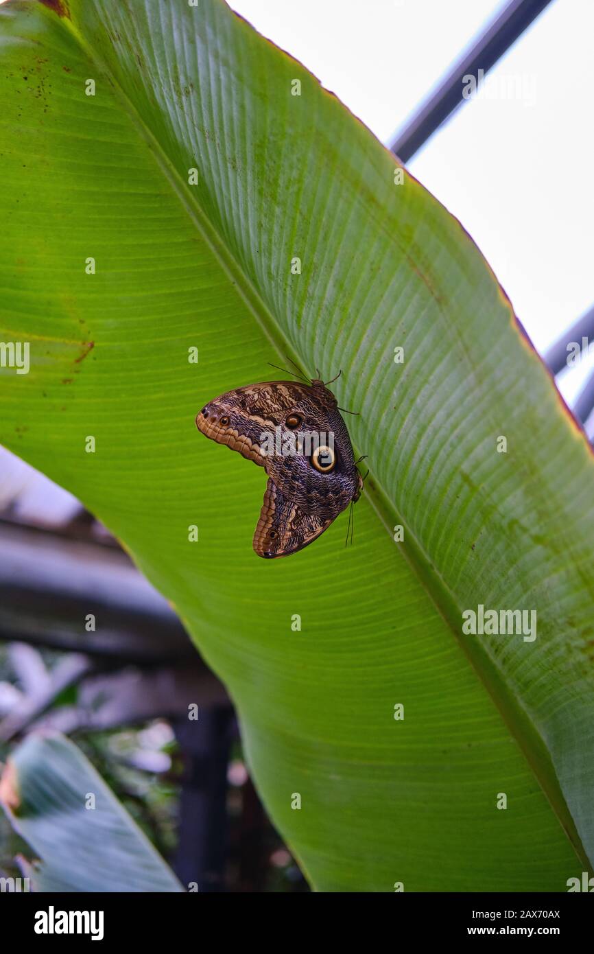 Closeup di farfalle di gufo su una foglia sotto la luce solare con uno sfondo sfocato Foto Stock