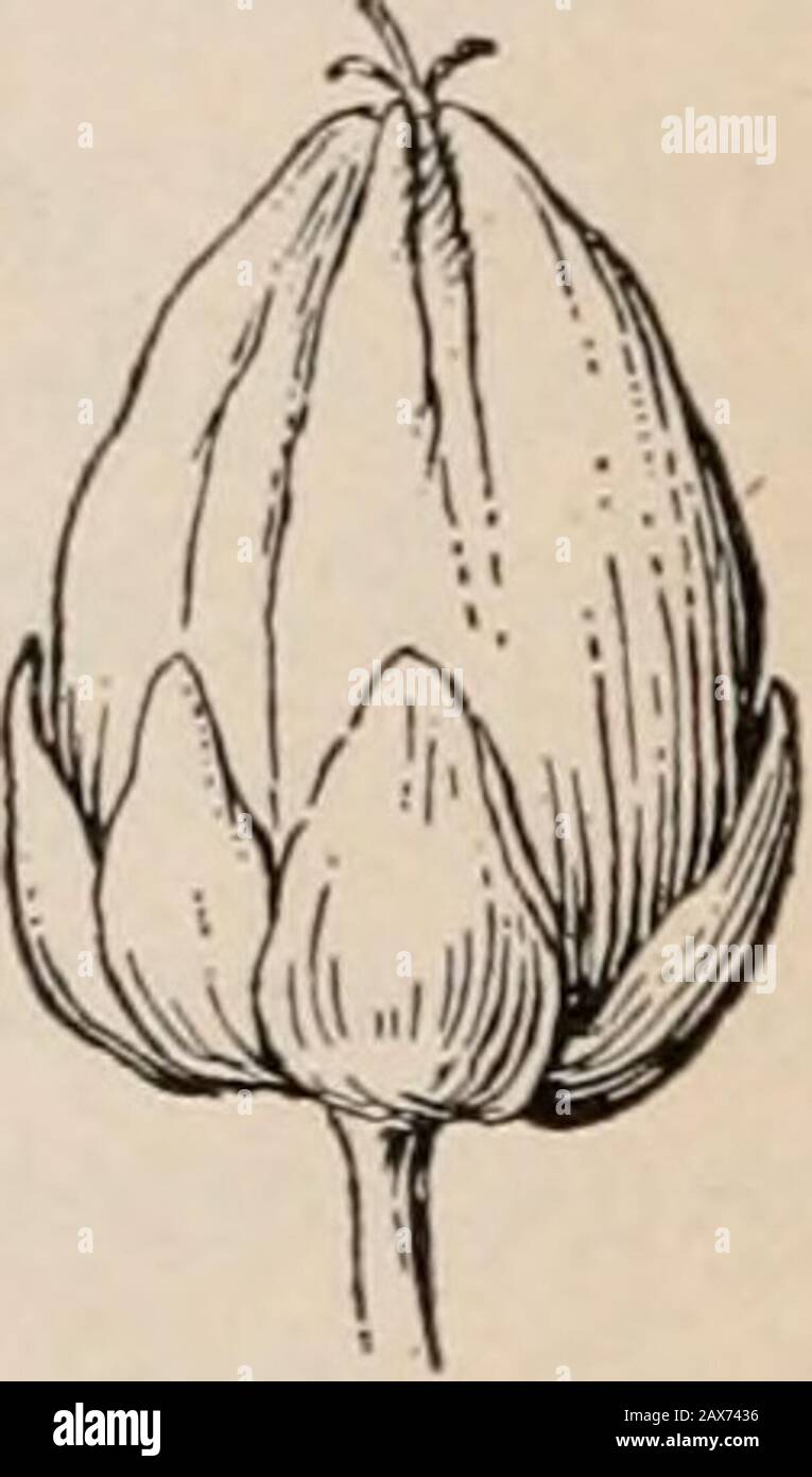 Botanica, chiave e floraNorthern e stati centrali di Bergen ed. Grano saraceno {Fagopirum esculentum) A, fiore; B, sezione di fiore; C, frutto. (Tutto in qualche modo ingrandito.)(Dopo Marcliaud) 1. F. esculentum Moench. Grano Saraceno. Annuale, quasi liscio.Foglie halberd-forma, 1-3 in. Lungo. Fiori bianchi o quasi così, with8 giallo nettare-che porta le ghiandole tra le STAMENS. Vecchi campi andfoleti, fuggiti dalla coltivazione. Introdotto dall'Europa o dall'Asia occidentale. 26. CHENOPODIACE^. Erbe o arbusti della famiglia di Goosefoot. Foglie semplici, alternate, senza stilule. Fiori piccoli, attinomorfi, bisessuale o mo Foto Stock