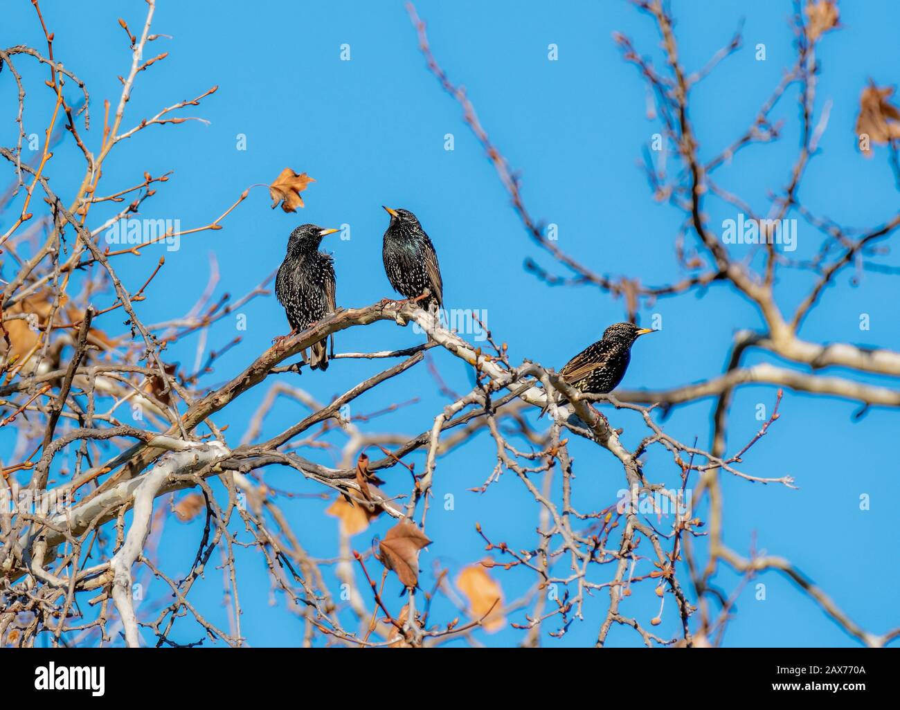 Starlings comuni (Sturnus vulgaris) appollaiato su un albero di ramo in Sepulveda Wildlife Sanctuary CA USA Foto Stock