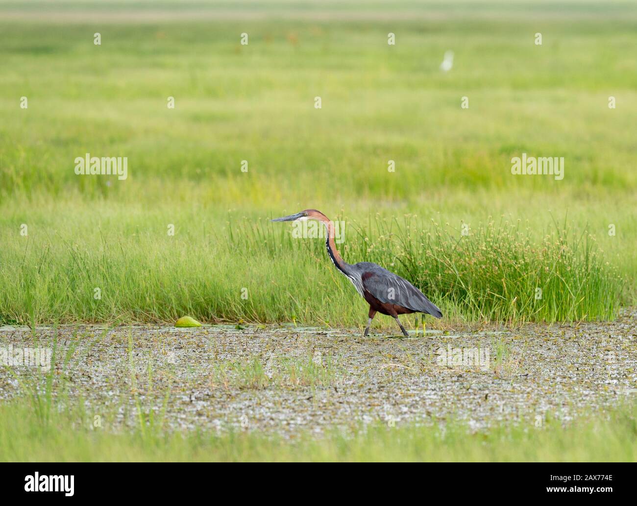 Heron Goliath alla ricerca di cibo nelle paludi del Parco Nazionale Amboseli, Kenya, Africa Foto Stock