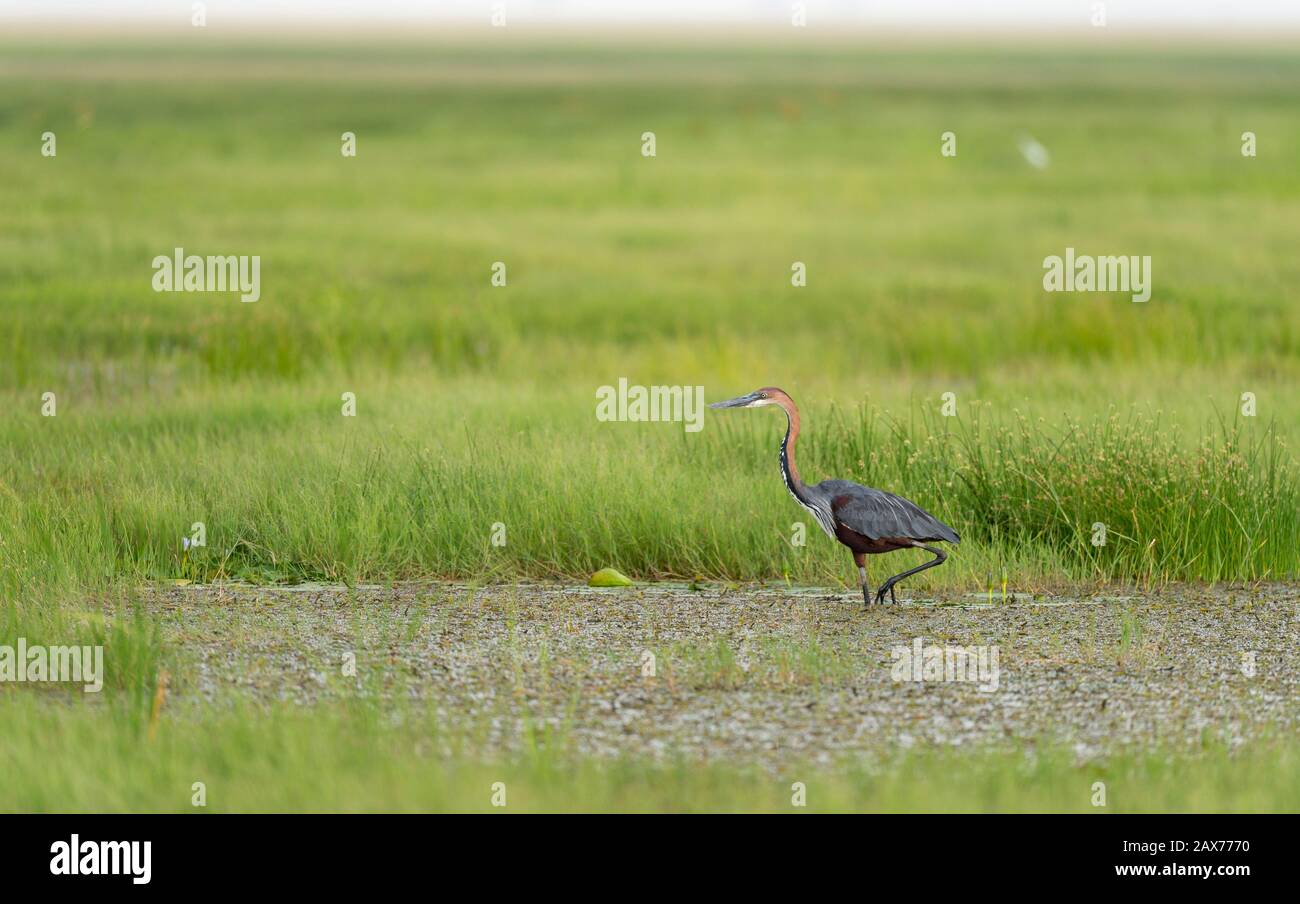 Heron Goliath alla ricerca di cibo nelle paludi del Parco Nazionale Amboseli, Kenya, Africa Foto Stock