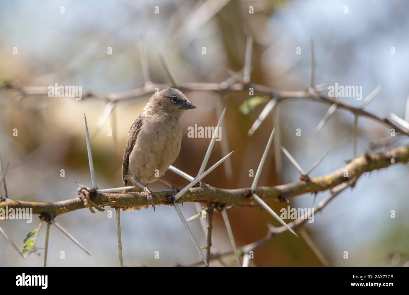 Il Weaver sociale grigio-capped visto seduto su un cespuglio spinoso a Masai Mara, Kenia, Africa Foto Stock