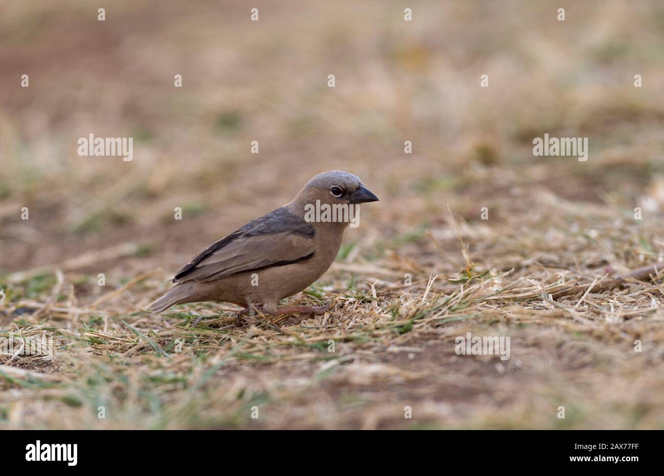 Il Weaver sociale grigio-capped ha visto nutrire a terra a Masai Mara, Kenia, Africa Foto Stock