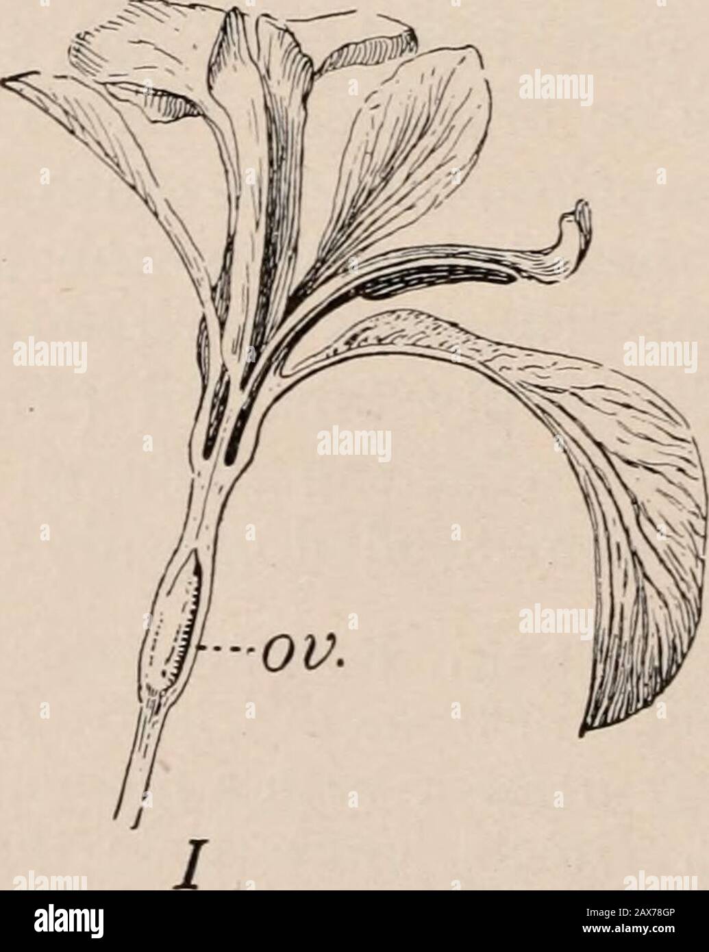 Botanica, chiave e floraNorthern e stati centrali di Bergen ed. Fig. 8. Iris i, fiore. II, semi, sezione longitudinale. Aneto, fiore con segmenti esterni rimossi: Stlg., stigma, ov., ovario. L(^/)) a Foto Stock