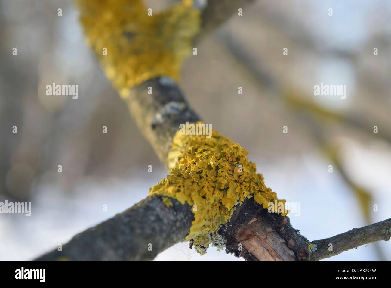 Lichen su un ramo asciutto di un albero. Primo piano Foto Stock