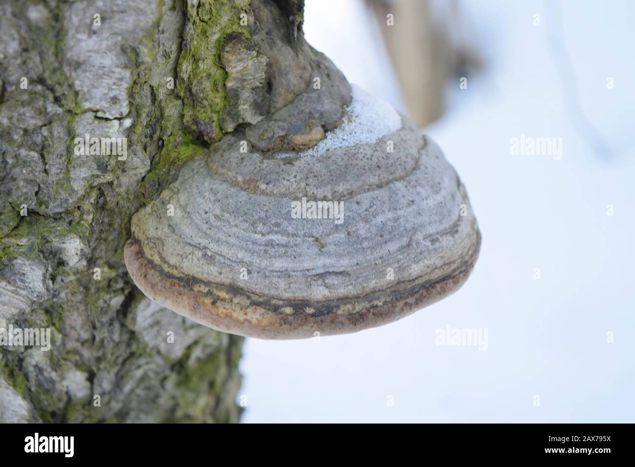 Fungo di tinder su un tronco di betulla. Primo piano Foto Stock