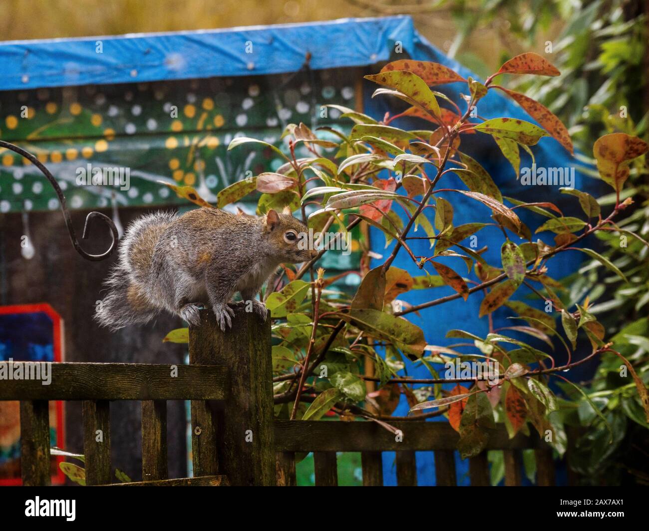 scoiattolo grigio nel giardino sul retro Foto Stock