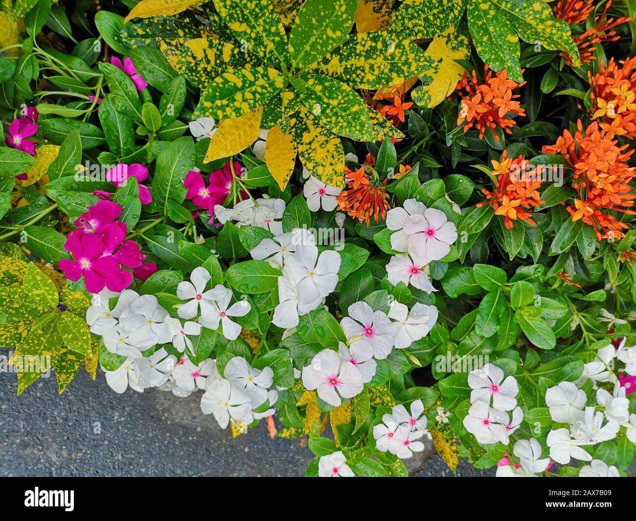 West Indian periwinkle, Bringht eye, Vinca, Cayenne jasmine, Old maid nome rosa, bianco, viola colore fiore in giardino Foto Stock