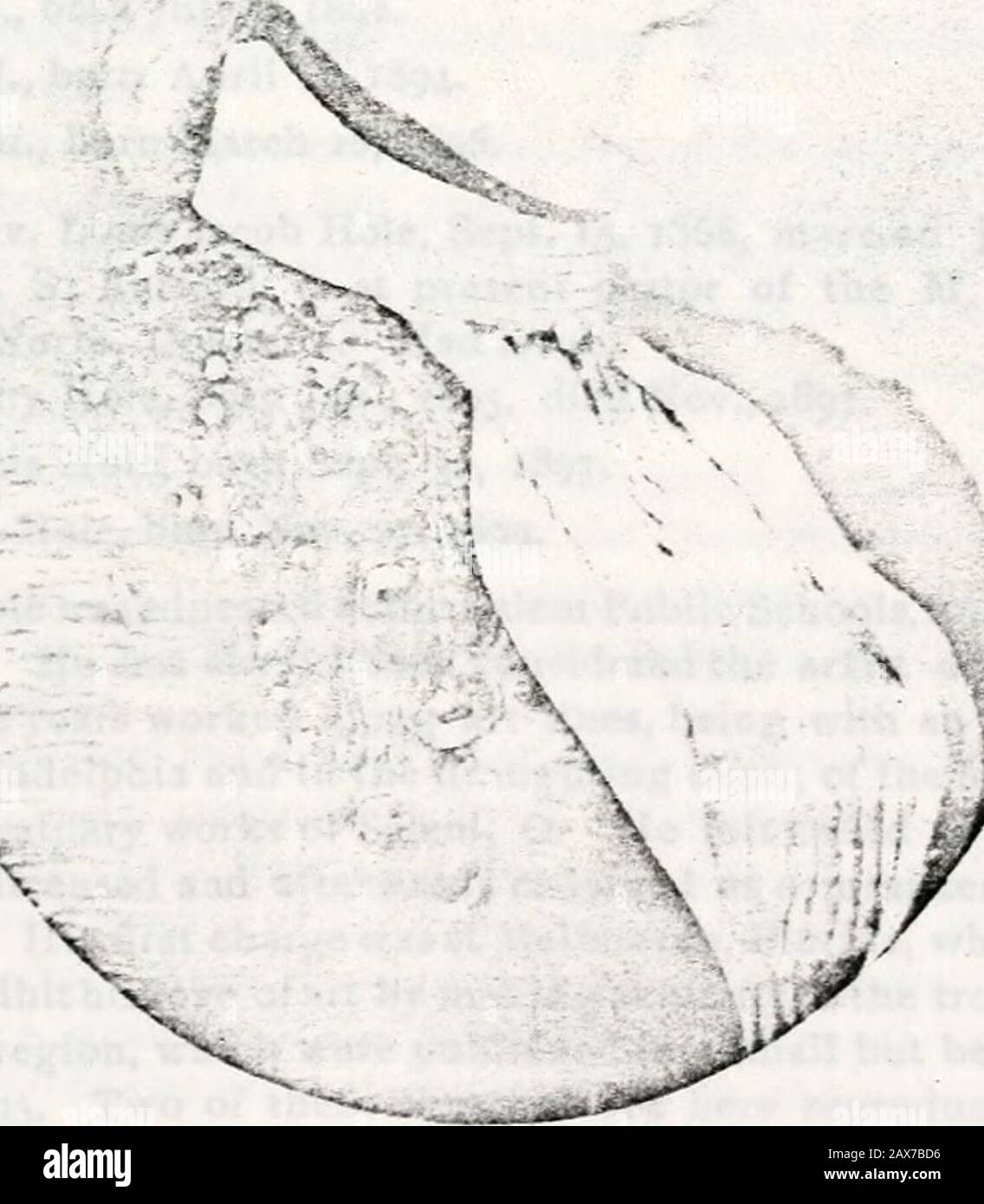 Una storia della famiglia Hole in Inghilterra e in America. i 11*1: Sposata il 1 settembre 8.1(7. Sarah Jones *nd ho avutosue, con altri.5. John Hall Whittlesey, Corno 1 Giugno. 177. Sposò una™. 1, H&gt;». &lt;HarityBrush e ha avuto problemi. G. John K. Whittlesev. Nato il 13 agosto. 1s-5. MarriedKmeline Mix; morto in 1900.aged94 anni aveva«io 7. Charles Chiuncey, bornApriI7 1832; sposato giugno 185H. Sarah A. Shilling, [nato il 4 aprile. 1s,3]morto ott. IJ6V, Had is?ue 8. Martha Lliza Whittle^v, nato il 20 ottobre. W57,sposato il 10 luglio. 1 mi a Warren Watson Hole, come abuva. Ritratto di mare di Manlia Whittlesey Hole, pagina 103. 106 • Foto Stock