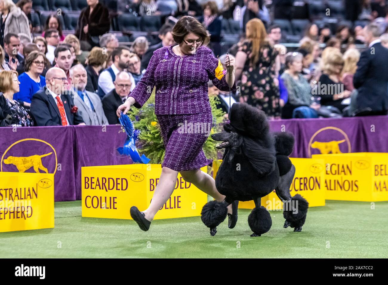 New York, Stati Uniti. 10th Feb, 2020. Il gestore Chrystal Clas di Northampton, Pennsylvania, e il suo Doodle Standard Siba si allontanano a piedi con il premio dopo aver vinto la categoria non-Sporting di gruppo al 144th Westminster Kennel Club Dog show di New York, il Madison Square Garden. GCHP Stone Run Afternoon Tea, alias Siba, di proprietà di Connie Unger e William Lee, ha vinto anche Best of Breed per i scarabocchi standard nelle prime ore del giorno. Credit: Enrique Shore/Alamy Live News Foto Stock