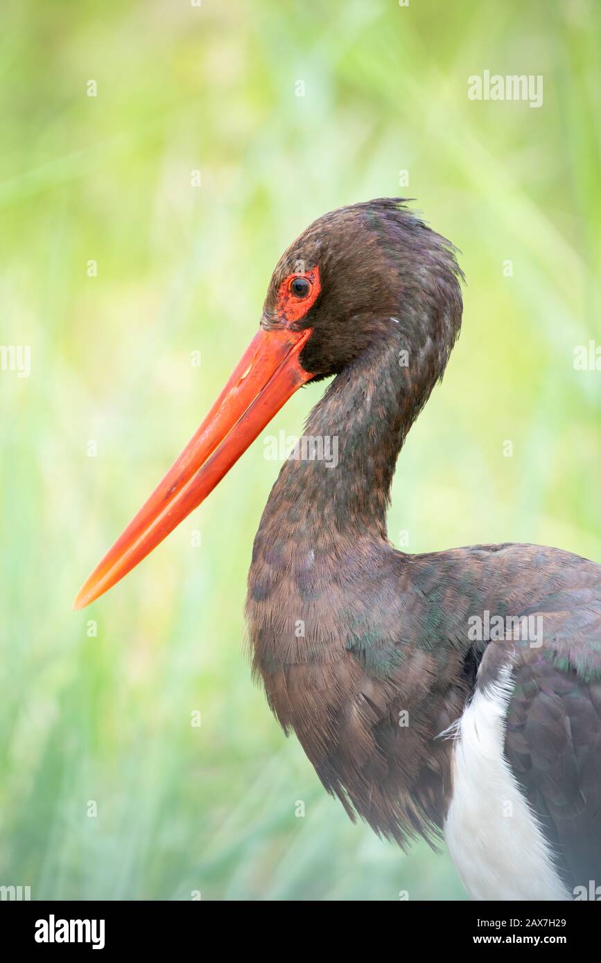 Uccelli sudafricani - una cicogna nera - Ciconia nigra - con fogliame verde sullo sfondo fotografato nel Parco Nazionale Kruger in Sud Africa Foto Stock