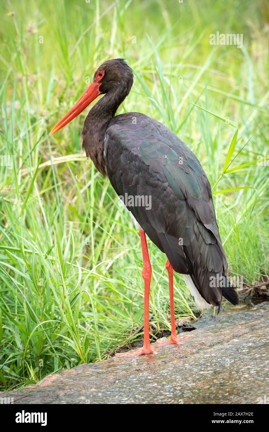Uccelli sudafricani - una cicogna nera - Ciconia nigra - con fogliame verde sullo sfondo fotografato nel Parco Nazionale Kruger in Sud Africa Foto Stock