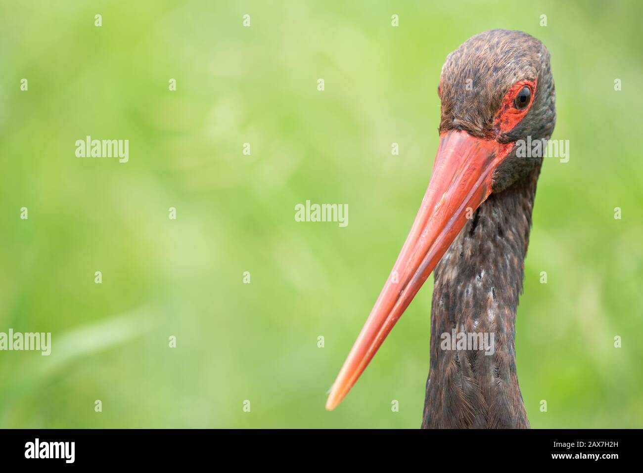 Uccelli sudafricani - una cicogna nera - Ciconia nigra - con fogliame verde sullo sfondo fotografato nel Parco Nazionale Kruger in Sud Africa Foto Stock