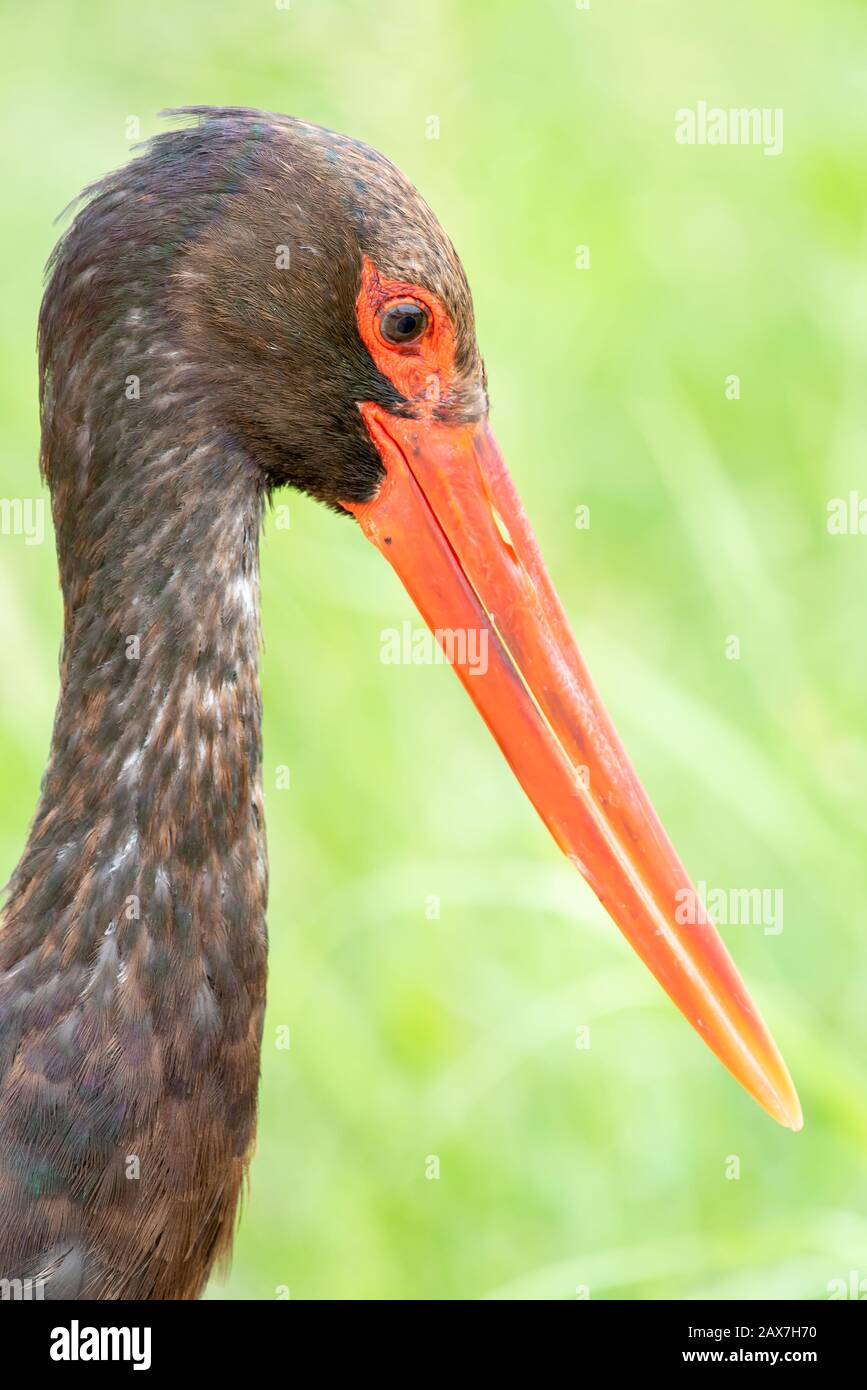 Uccelli sudafricani - una cicogna nera - Ciconia nigra - con fogliame verde sullo sfondo fotografato nel Parco Nazionale Kruger in Sud Africa Foto Stock