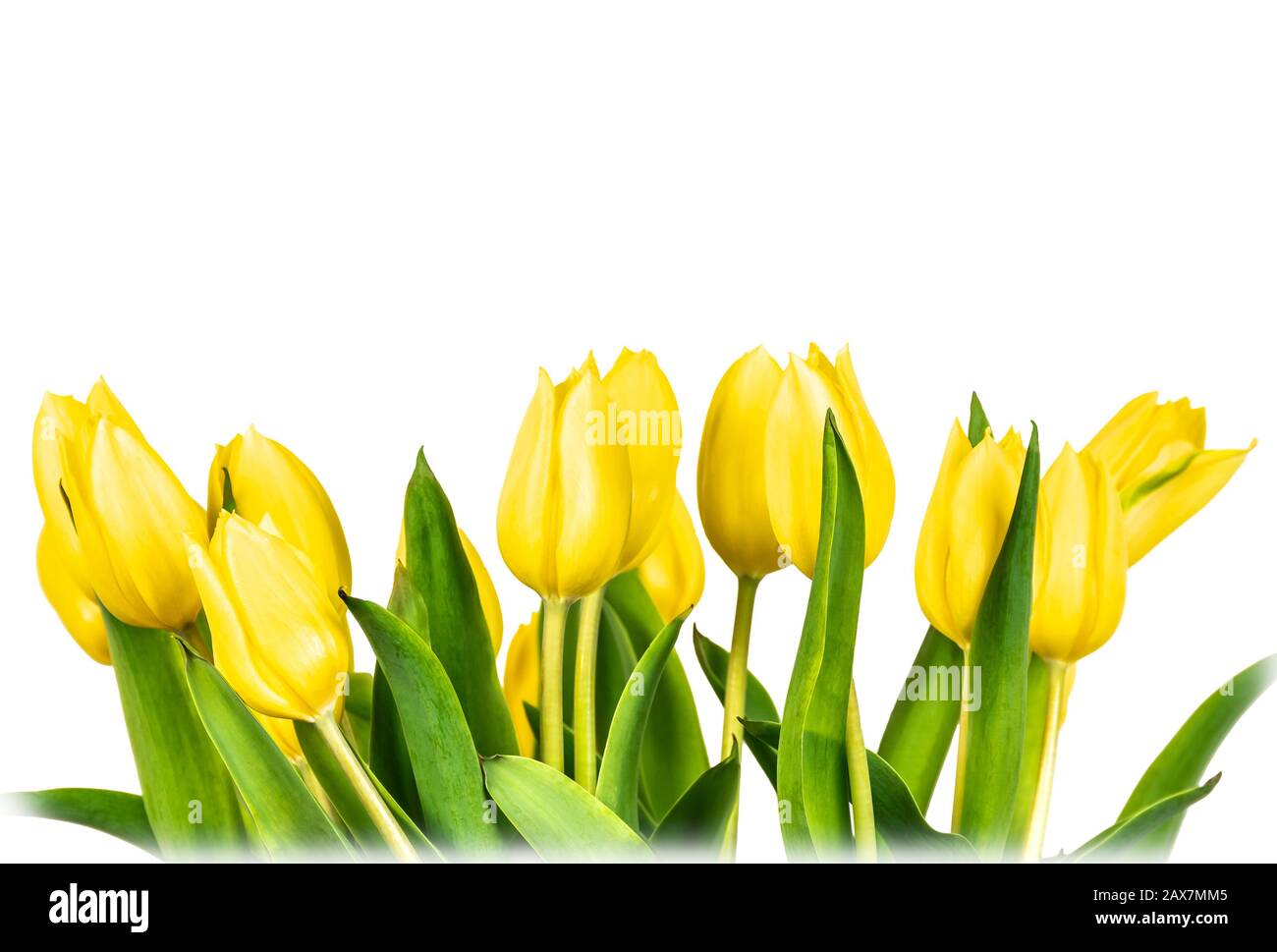 Bordo di tulipani gialli isolato su sfondo bianco. Foto Stock