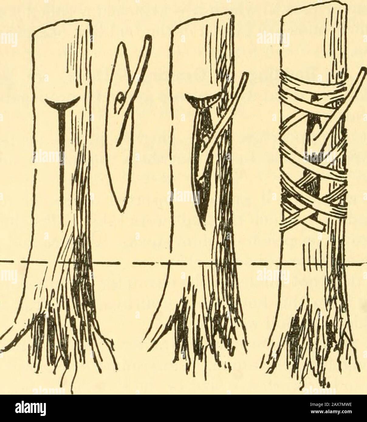 Orticoltura, un libro di testo per le scuole superiori e normali, compresa la propagazione delle piante; . che tutto il resto è shield-budding.It è chiamato dalla forma del pezzo che porta il germoglio come è cutfrom la pianta da propagare. Un taglio a T è fatto nel calcio e i due angoli di corteccia sono alzati e rotolati indietro slightlyThe scudo che porta il germoglio è inserito appena sotto il lembo di corteccia sothat lo strato crescente, denominato lo strato di cambium, appena sotto la corteccia andrà a poggiare contro il legno del calcio. (Fig. 33.) Il barkis allora mise a misura contro lo scudo per tenerlo in posizione. This4 49 50 BUDDI Foto Stock