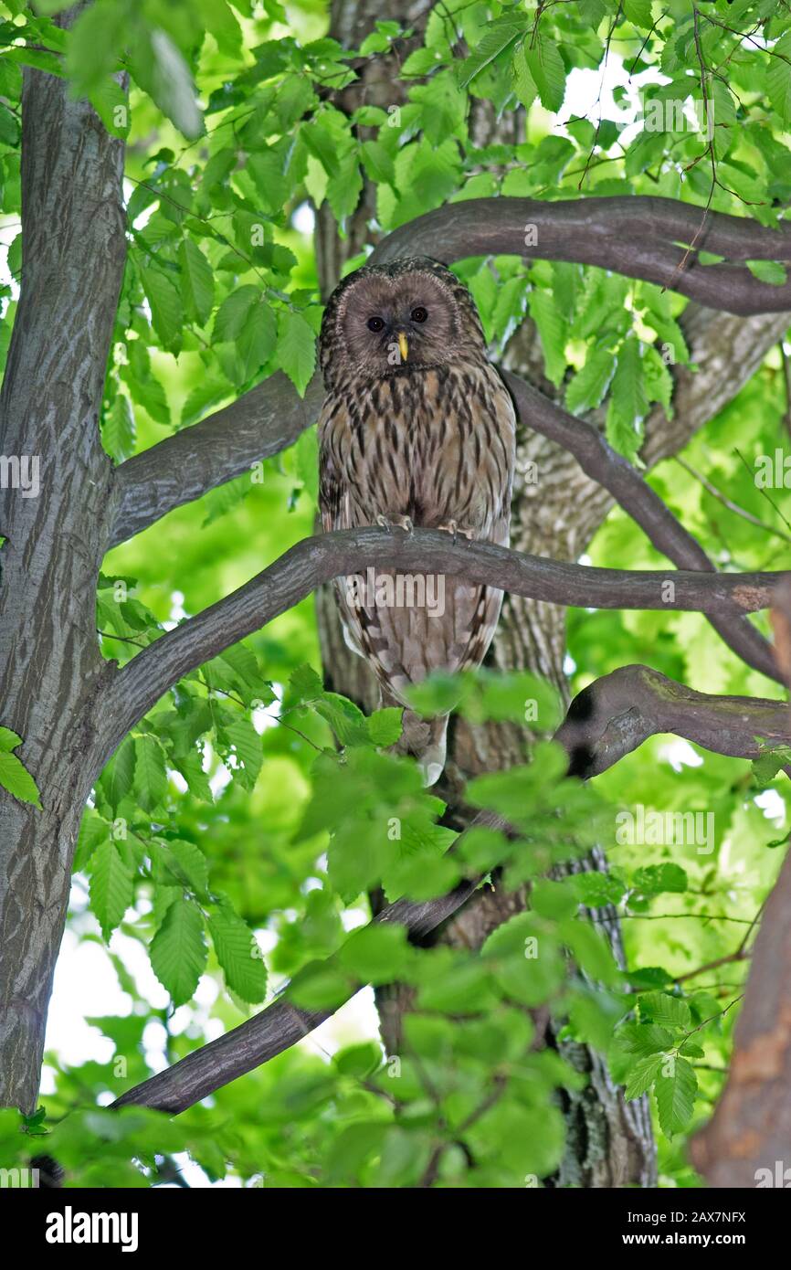 Il gufo degli Urali (Strix uralensis) è un gufo notturno piuttosto grande. È un membro della vera famiglia di uccelli, Strigidae. Ritratto adulto Foto Stock