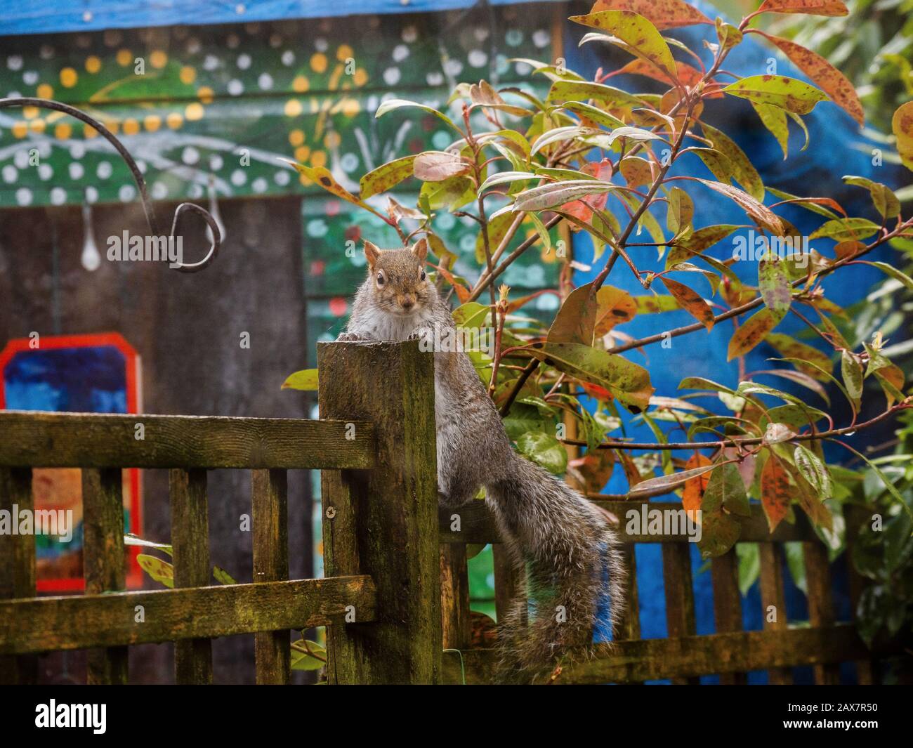 scoiattolo, giardino, mangiare, recinto, animale, scoiattoli, Foto Stock