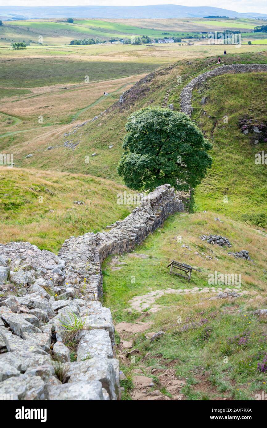 Sycamore Gap Tree o Robin Hood Tree, Hadrians Wall, il limite settentrionale dell'Impero Romano, vicino Una Volta Estratto, Northumberland, Inghilterra Foto Stock