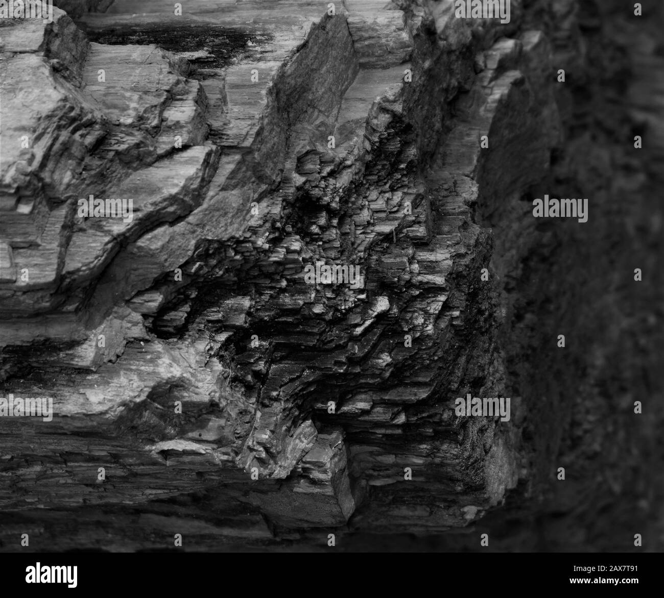 legno fossile, albero di pietra in bianco e nero Foto Stock