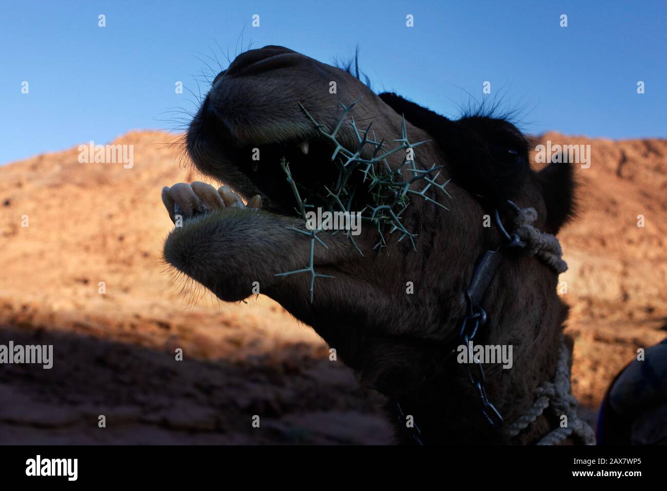 I cammelli nel Sinai preferiscono mangiare una pianta spinosa che sembra essere molto dolorosa, ma la loro bocca spessa impedisce danni e i loro denti grandi macinare rapidamente in una pasta verde, il monte Sinai, Egitto. Foto Stock