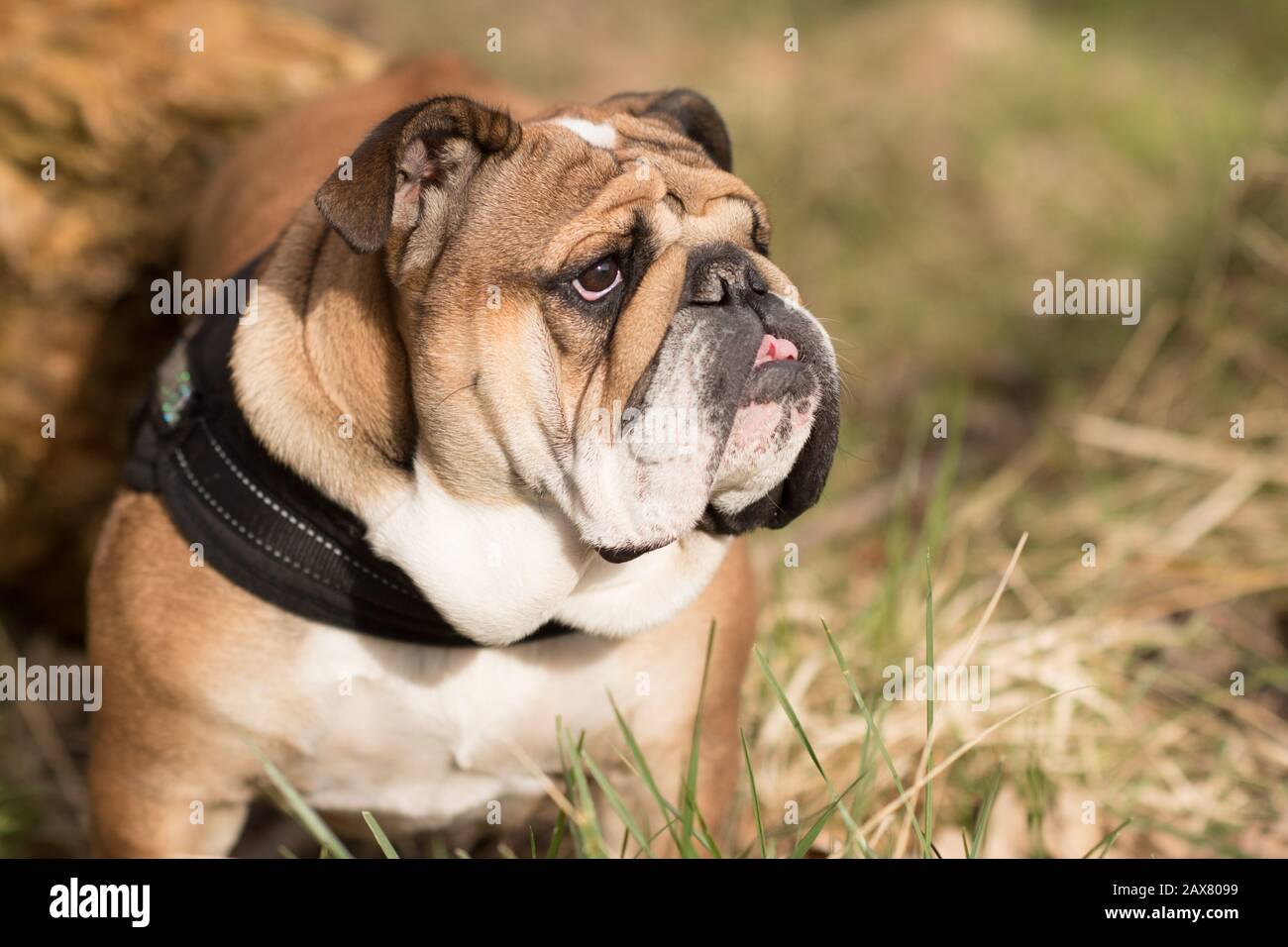 Red inglese / inglese britannico Bulldog cane con la lingua fuori per una passeggiata guardando in alto seduto in erba Foto Stock
