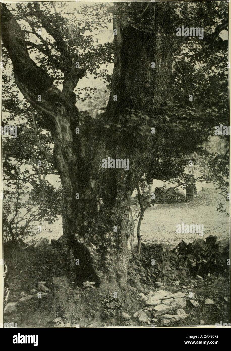 Mitteilungen Der Deutschen Dendroologische Gesellschaft . Regenschirm gemachten, photographischenAufnahmen recht brauchbare Bilder, nur mangelte mir leider ein Begleiter, der alsVergleichsmaßstab hätte dienen können und so kommt die gewaltige Größe desBaauf den Bildern nicht genügend zum Ausdruck. Daß dieser Ahorn uralt sein muß, ist klar; darüber aber, wie viele Lenze ihnmit Blättern geschmückt haben und wie oft seine Krone im Herbststststurm kahl ge-worden ein mag, sald ich keine Schätzung. Der Stamm zeigt äußerlich einzelne, ganz unbdeutende stellen, istaber sonst vollholzig und Foto Stock