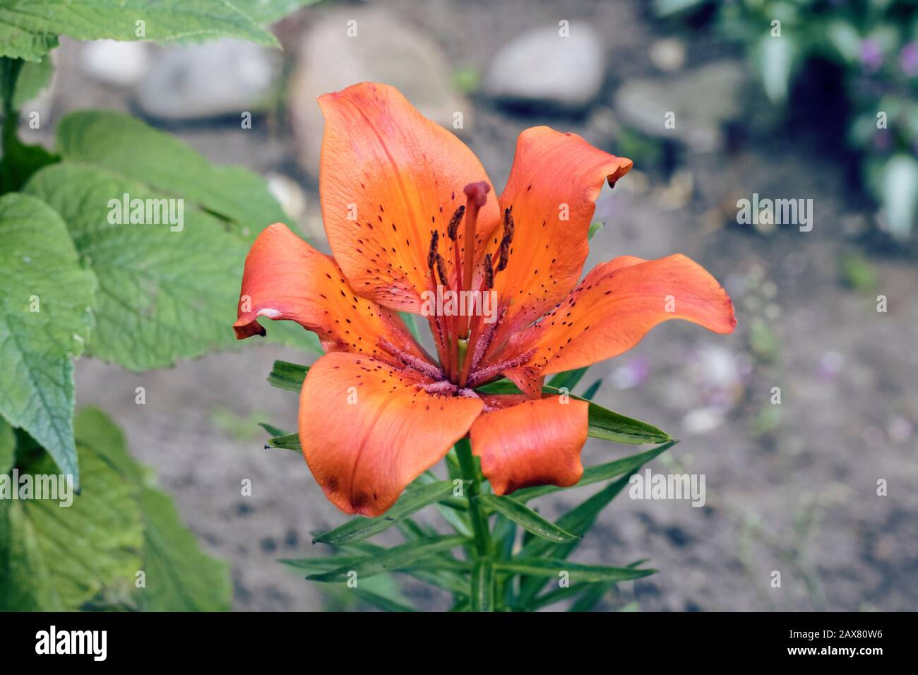 Oringe tigre giglio sullo sfondo della terra e piante, fiore Foto Stock
