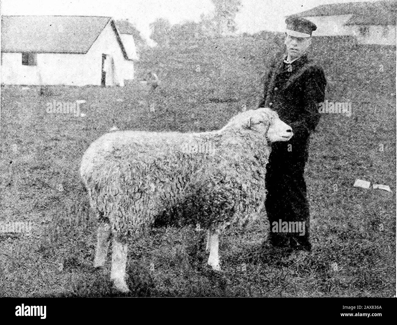 Veterinario domestico pratico di DrDavid Roberts . ng preferibile. Ci dovrebbe anche essere abbondanza di acqua pulita buona tcdrink. Un trogolo con sale in dovrebbe essere fornito in modo che la pecora possa ottenerlo a volontà Le malattie generali di pecora sono come segue: Distemper o Catarrh Epizootic, Indigestion e Paralisi o Arresto di theBowels. Queste sono le forme di malattia che sono il più fastidioso, e hanno bisogno di themost sollecita attenzione. GESTAZIONE. Pecore portano i loro agnelli in media di 152 giorni. Questo tempo può variare un fewdays. A 120 CURA E GESTIONE DI PECORA. LAMATURA. A tempo di lambing l'pecora dovrebbe essere prov Foto Stock