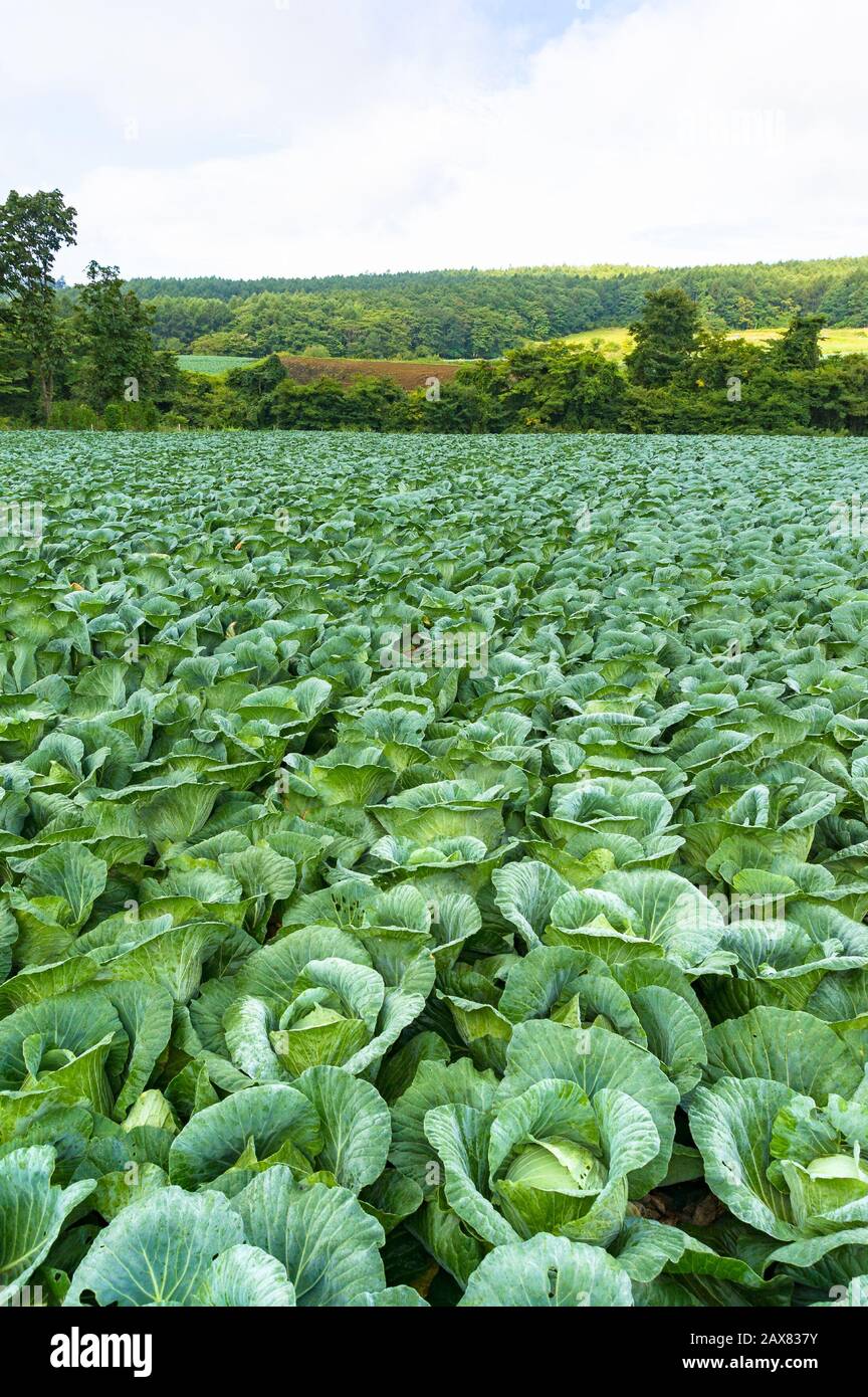 Cavolo campo di agricoltura di fondo. Produzione vegetale paesaggio Foto Stock