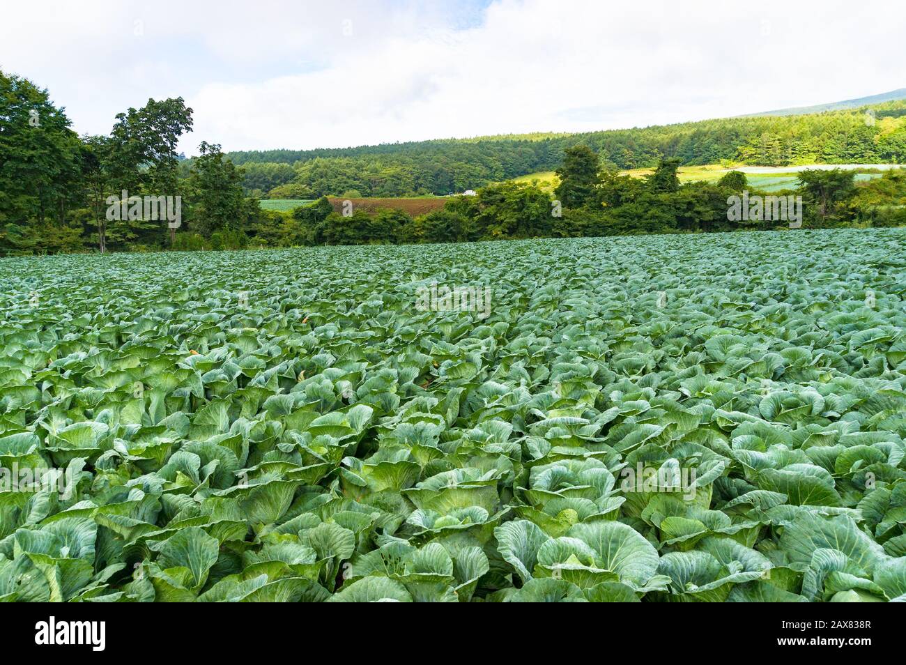 Cavolo verde produce sfondo. Cavolo campo di verdure agricoltura paesaggio Foto Stock