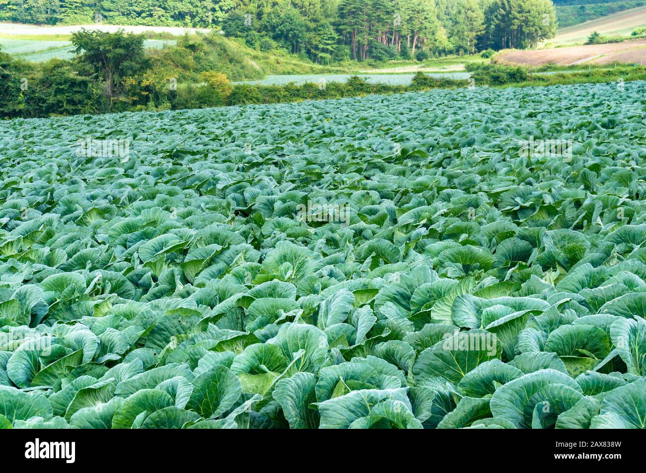 Verde cavolo campo paesaggio. Fattoria di coltivazione vegetale Foto Stock