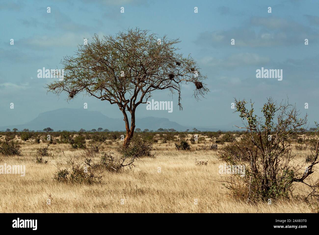 Alberi Nel Parco Nazionale Tsavo Est Foto Stock
