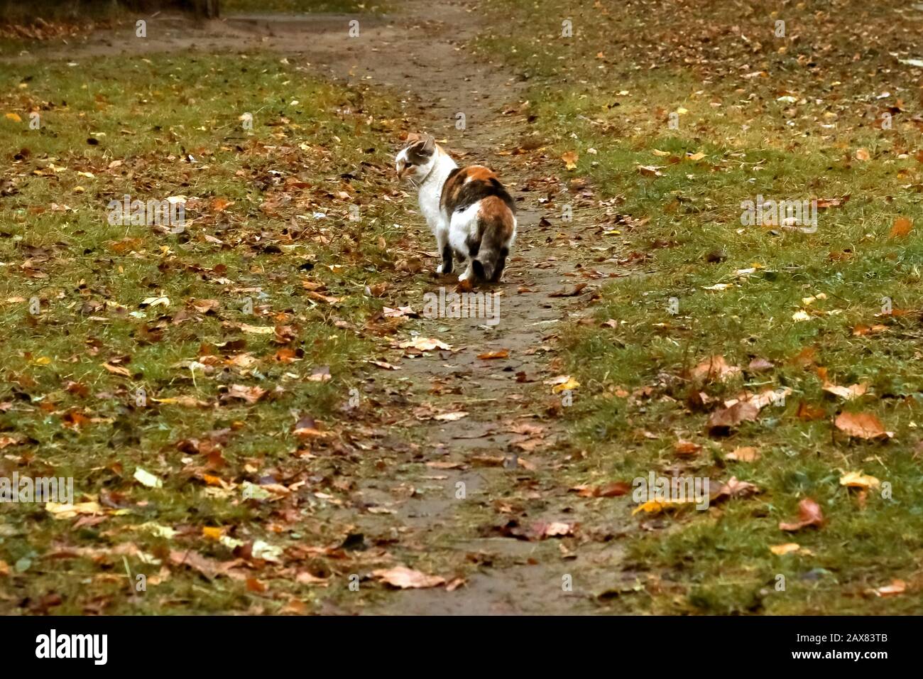 Il gatto sta camminando lungo il sentiero Foto Stock