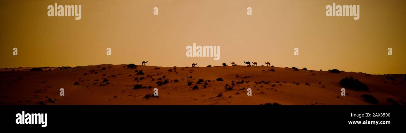 Cammelli sullo skyline del deserto - al Jouf, Arabia Saudita. Foto Stock