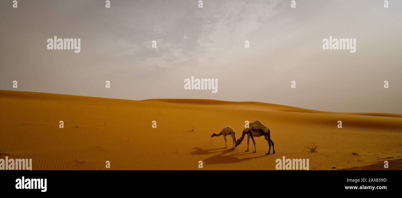 Cammelli in un deserto - al Jouf, Arabia Saudita. Foto Stock
