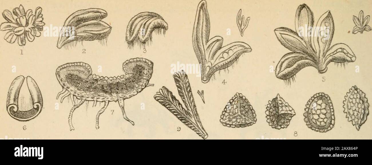 Grevillea . 1. Geaster mammosus. Chev.After Sowerby: Spore X 700 diam.2. Geaster rufescens. Ft. Dimensioni medie effettive: Sezione dimensioni reali: Spore X 700 diam.. Foto Stock