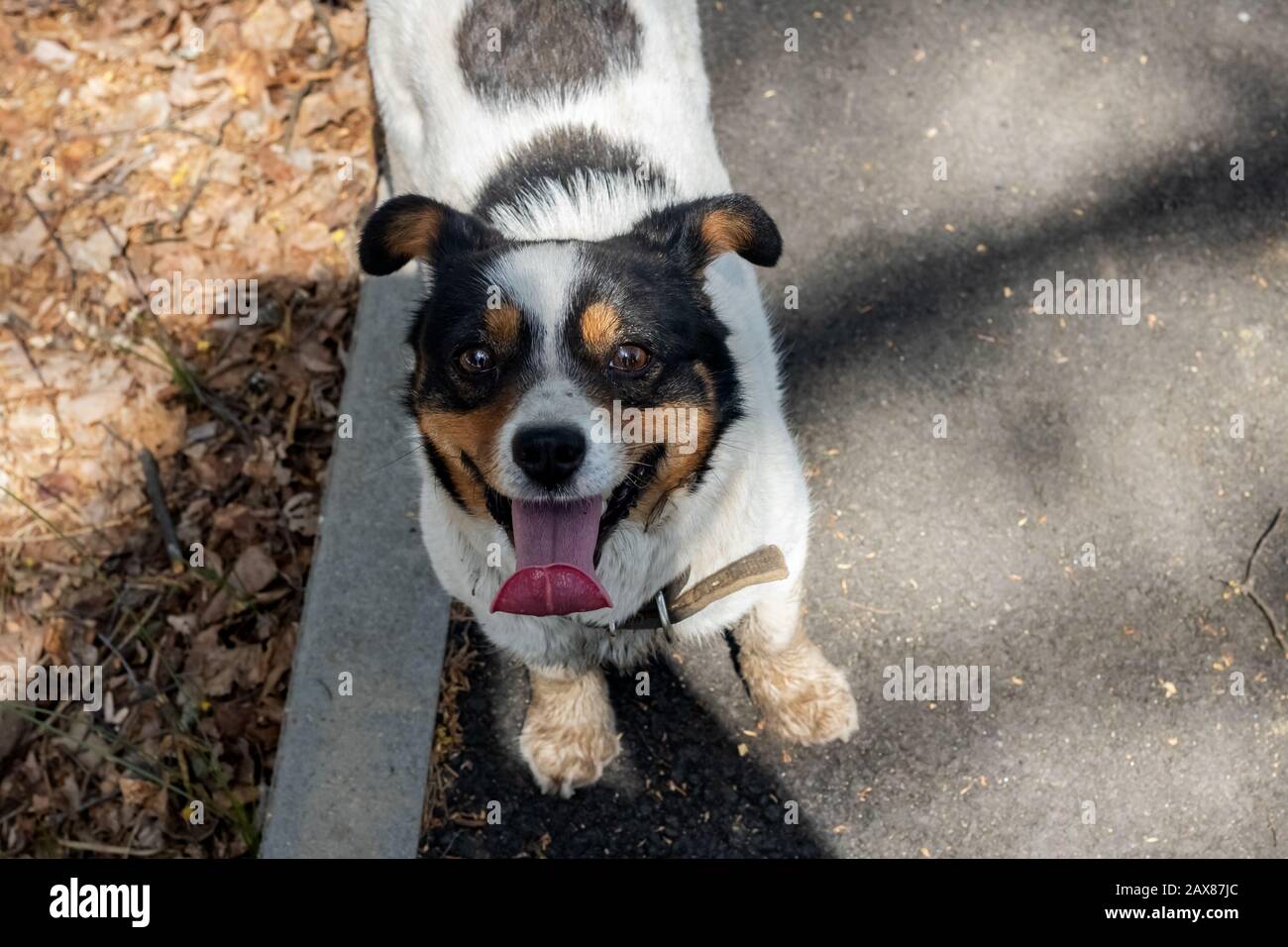 Piccolo cane bianco con macchie nere, ritratto di closeup Foto Stock