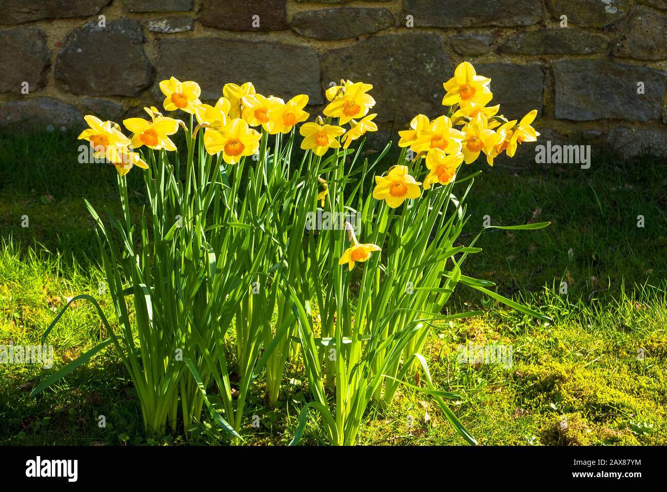 Un bouquet luminoso di narcisi viventi che crescono su un erba verge in un villaggio inglese nel mese di marzo Foto Stock