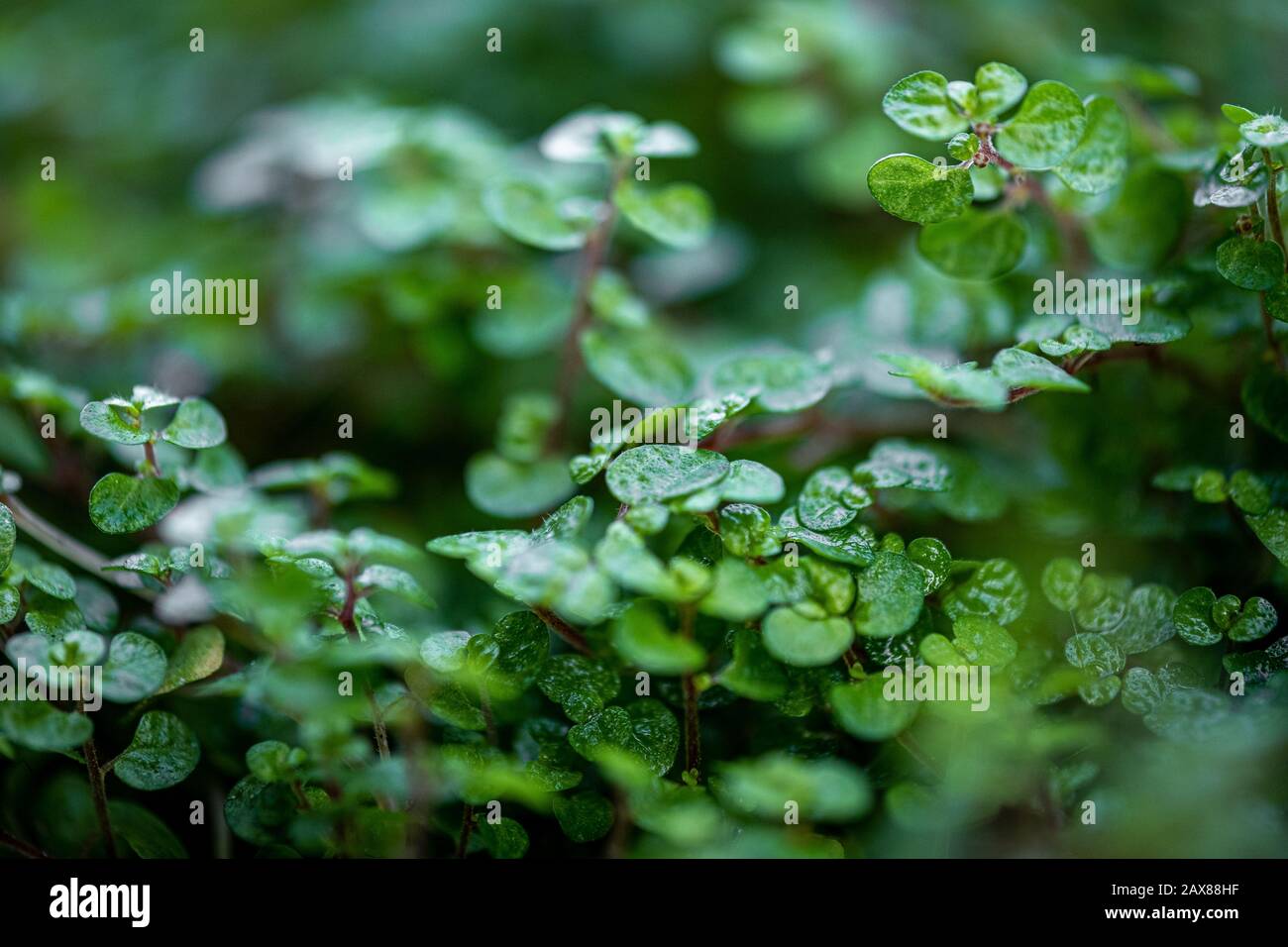 Sfondo di piccole foglie verdi Foto Stock