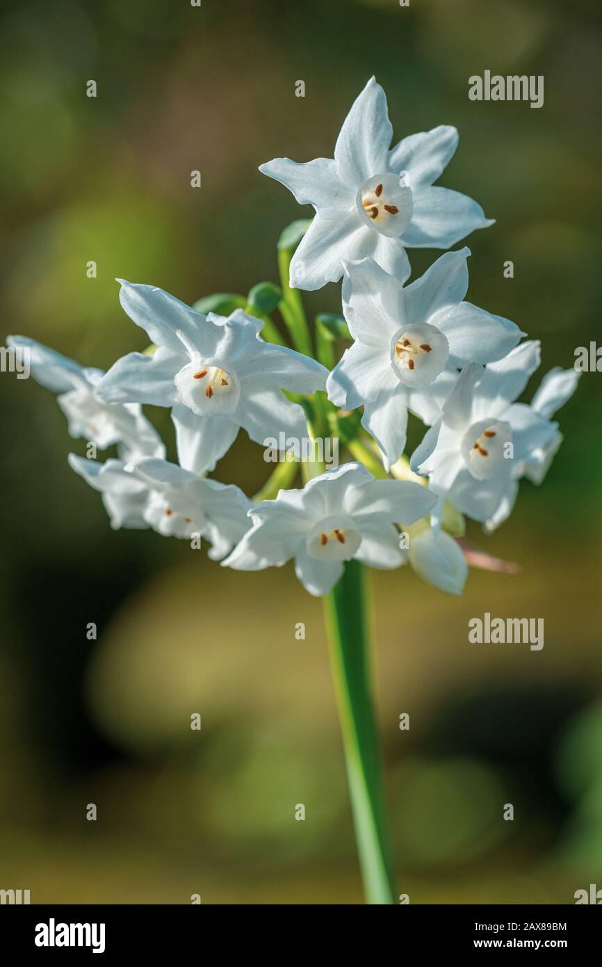 Fiori piuttosto bianchi (narcissus paperwhite) con sfondo sfocato Foto Stock
