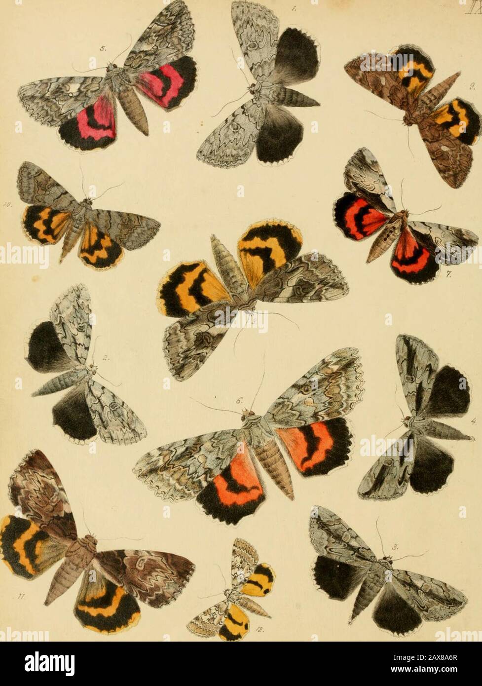 Lepidoptera, rhopaloceres ed eteroceres, indigeni ed esotici; con descrizioni ed illustrazioni colorate. „!„ „ d.„ .^ s£i^IEX;^!^HS£-S:?EHS Sig. Meske tre exples 3 Twhic hf ol, EEx n ne ••^°^? ^•&gt;V.=: ^- ^ U-Ja-a; i have sinc^ s.nt toare, bnt tuttavia ihev sono a i e sa c d nfm, h -^ Z , ^ ° • * lese.ihed come .Meskei, e quindi si ammalano devono slan.l .,s Uniin-a • Itho h- f =V7;- f! ^ GentlenKu/oon (i..ixote, rovina „f guerra. ^ ^ •^ &gt; ^^^ ha acquisito il diritto di annientare gli autori di specie come specif olhT.B^ritotftmbe Ss^rprisTd^^ ^^ ^ • ^^^^ . ?? *&gt; ^ ^ - - Foto Stock