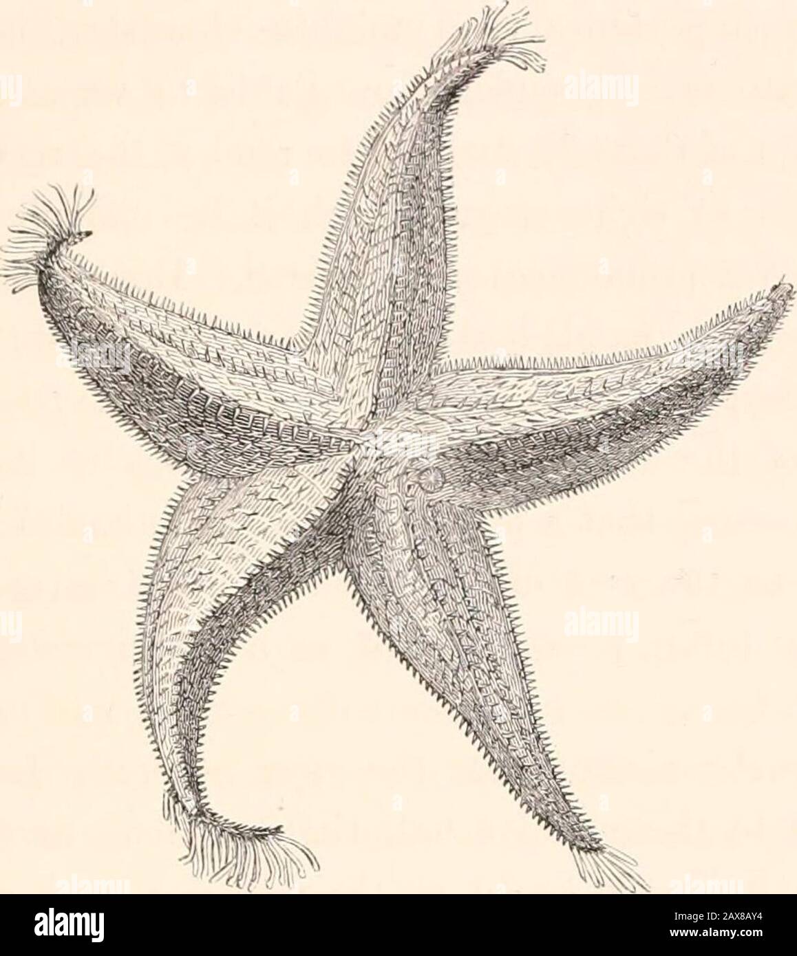 Una storia di pesci stellari britannici, e altri animali della classe Echinodhra . VIOLA CK0SS1-TSII. 91 ASTEIUADJE. URASTE1UM.. VIOLA CROSSFISH. Uraster molacea. Muller. C/taracter specifico.- Raggi da due e mezzo a tre e mezzo volte più lunghi, purché il disco sia ampio, arrotondato, spinoso, rastremandosi improvvisamente alle loro apices.Avenes piryform-lanceolato. Asterias rubens viola, Muller, Zool. DaN. T. lxvi. &lt;Sb^ coriaceus planus, link, p. 33, t. xi. N. 15. Asterias violacea, Linn. Gmel. Pag. 31G3, n° 24. Blainv. Man. DActin. Pag. 239. Lam. Anim. Sans. Vert. 2 Modifica. III. Pag. 256. Ehrenberg, Berlin Tra Foto Stock