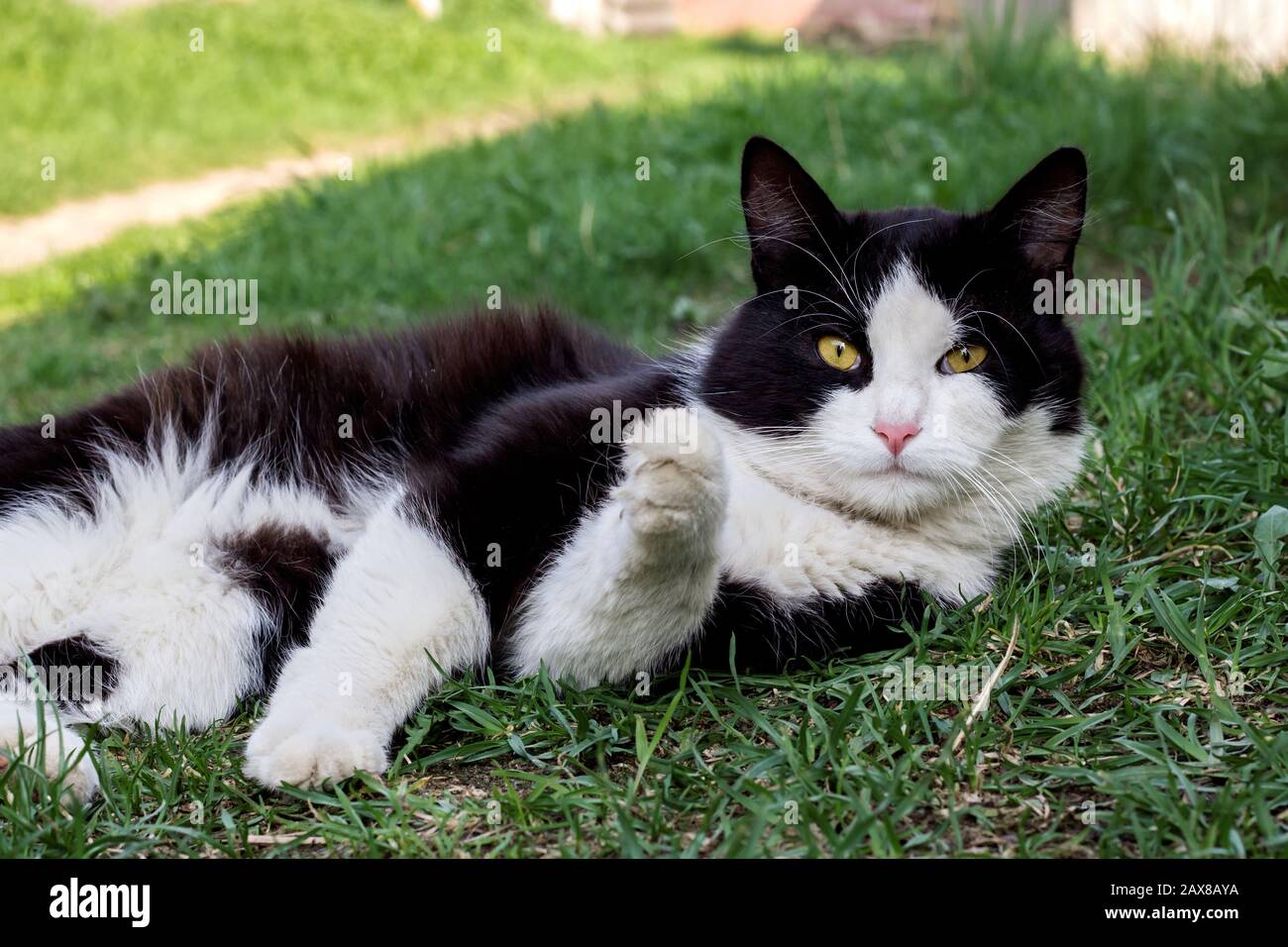 Gatto nero con zampe bianche Foto stock - Alamy