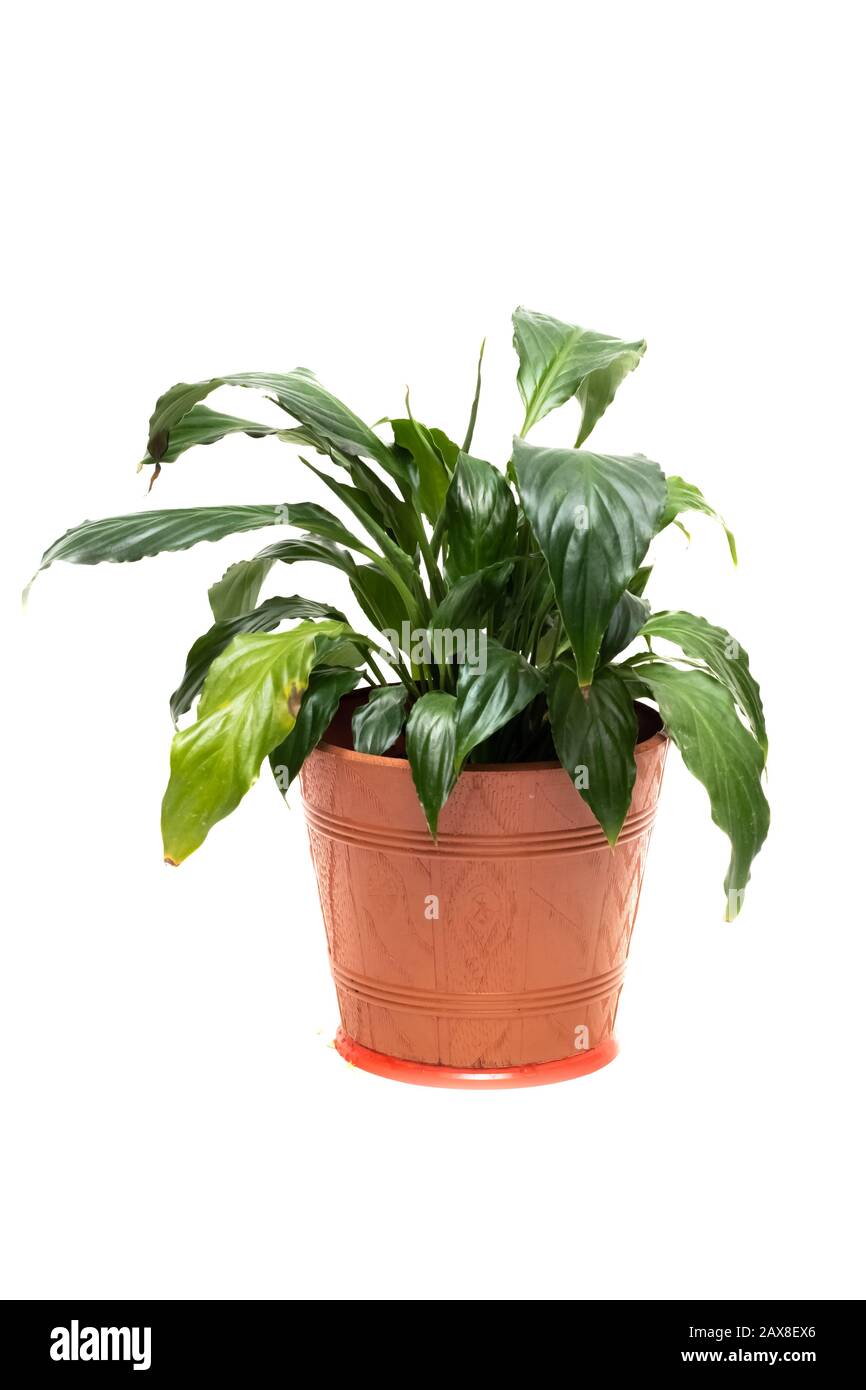 Pianta in vaso marrone, isolato su sfondo bianco Foto Stock