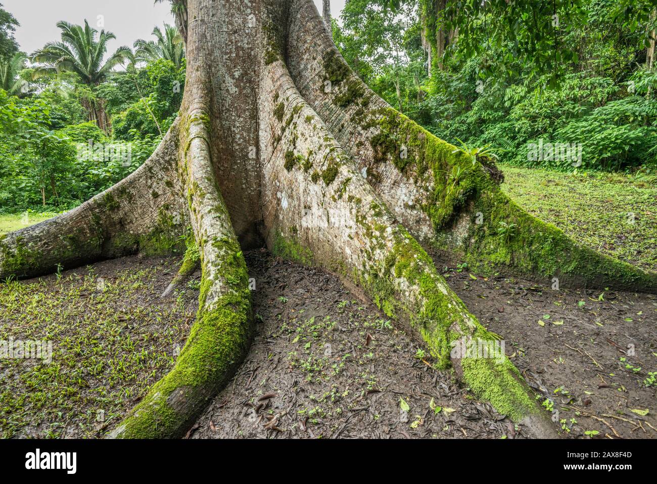 Base dell'albero di Ceiba, Ceiba Pentandra, a Caracol, rovine Maya, Foresta di Chiquibul, foresta pluviale nel distretto di Cayo, Belize, America Centrale Foto Stock
