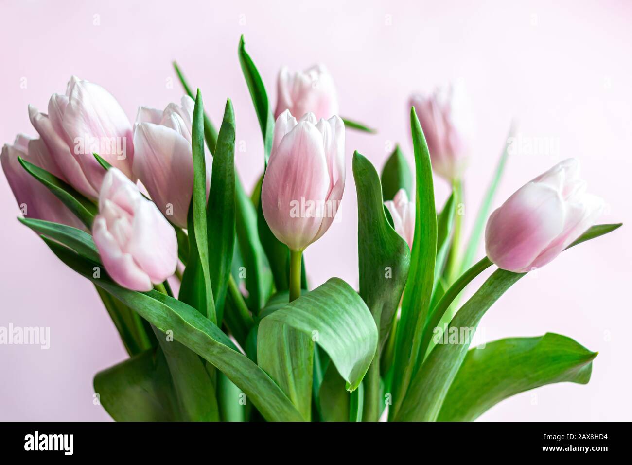 Bouquet di tulipani rosa per le vacanze. Giorno della donna, San Valentino, giorno del nome. Su sfondo rosa. Spazio di copia Foto Stock