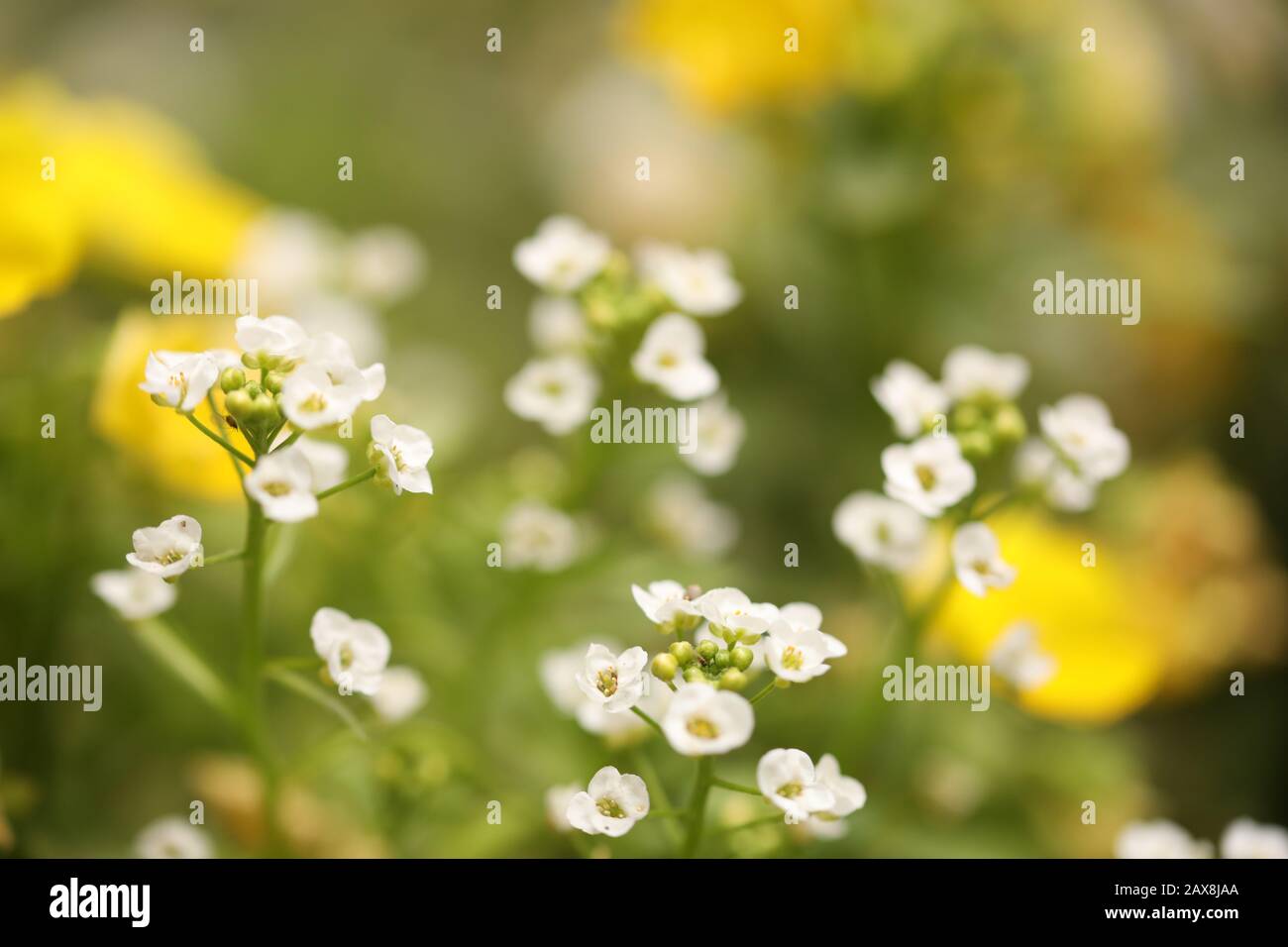 Fiori bianchi e gialli nel giardino, fiorendo in estate Foto Stock