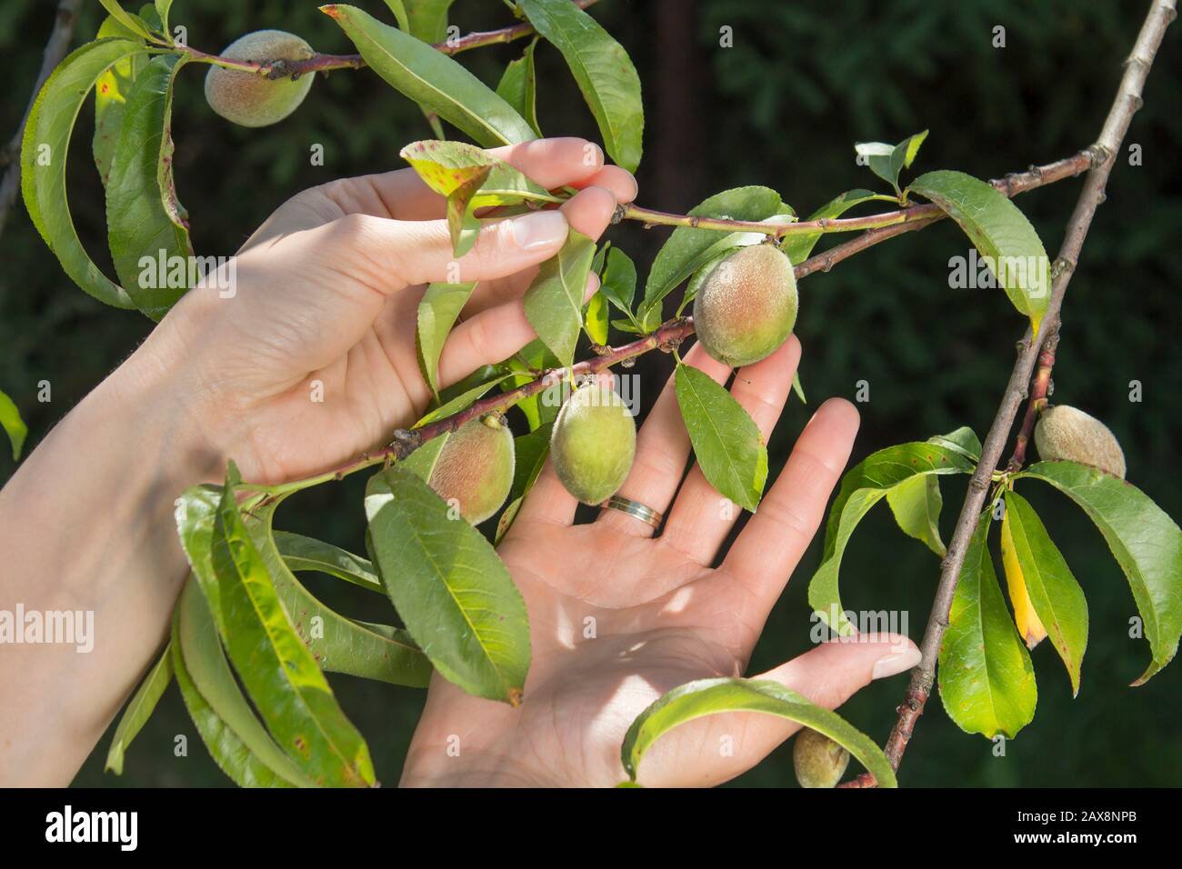 Le mani femminili mostrano giovani frutti di pesca non maturi che crescono su un albero che soffre di ricci di foglie. Foto Stock